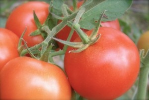 Tomater till sås Foto: Heléne Götberg