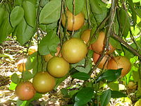 Grapefruktträd Foto från Wikipedia
