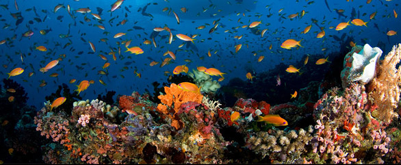Korallrev vid Maldiverna Foto: Lånat från Mitt Indien