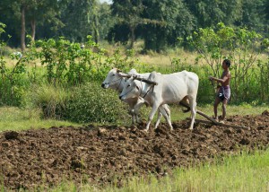 På landsbygden är det inte en ovanligt att bönderna använder kor som drar en plog i form av en trästock. Det är stor brist på moderna maskiner och kunskap om hur man hanterar dem.  Foto: Johan Bünger