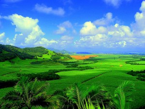 Sockerrörsplantage på Mauritius. Foto från Wikipedia