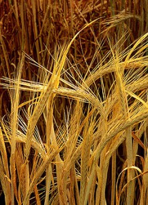 250px-Hordeum-barley