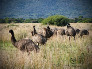 Emuer Foto: Wilsons Promontory National Park