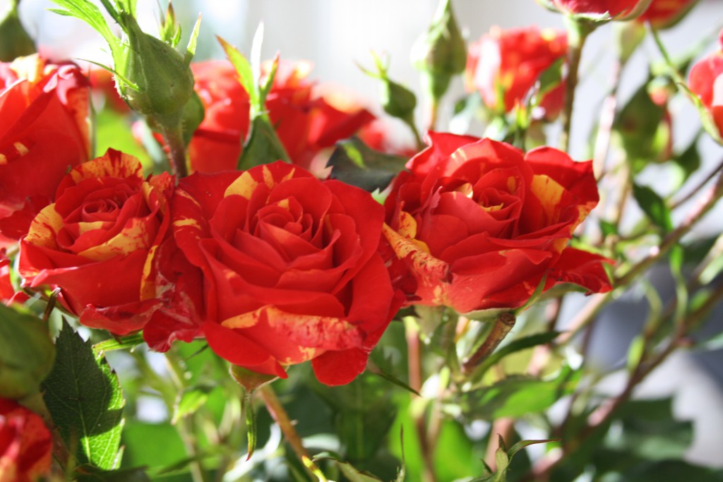 Fair trade-rosor till Alla hjärtans dag.