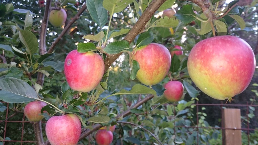 Äpplen mognar fint i träden. Foto: Caroline Maino