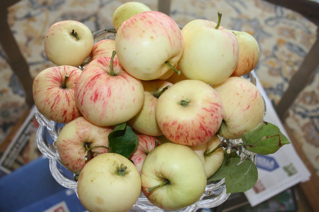 Äpplets dag firas bäst med äpplen. Foto: Caroline Maino