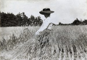 Råg skördas i Västerhejde socken på Gotland i början av 1900-talet. Foto från Nordiska Museet