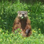Ett murmeldjur, groundhog, som äter.